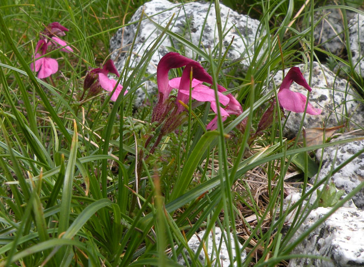 Se non fosse cos rara direi Pedicularis kerneri...